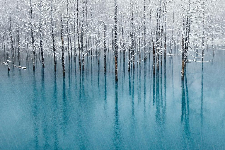 Sapporo: Asahiyama Zoo, Blue Pond & Ningle Terrace Tour