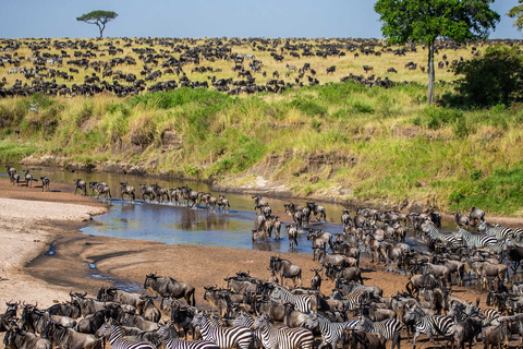 Von Nairobi aus: Maasai Mara Geführte Pirschfahrt