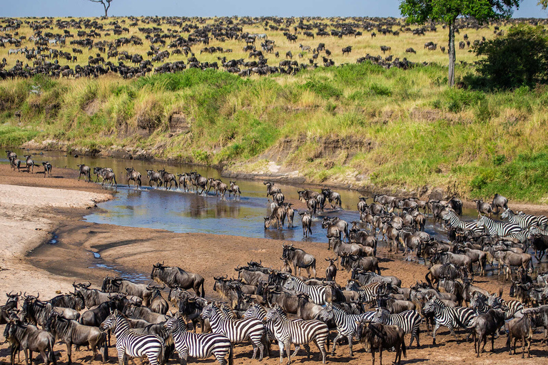 Von Nairobi aus: Maasai Mara Geführte Pirschfahrt