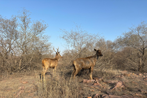 Desde Delhi: Excursión de 4 días al Triángulo de Oro con Safari en TigreRecorrido con hoteles de 5 estrellas.