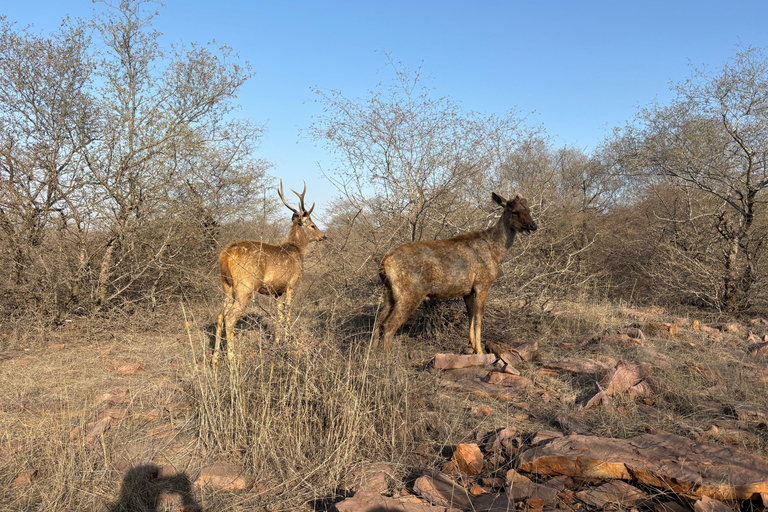 Desde Delhi: Excursión de 4 días al Triángulo de Oro con Safari en TigreRecorrido con hoteles de 5 estrellas.