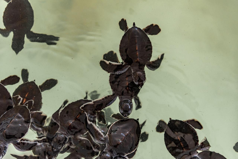 Phuket: świątynia, pomnik ofiarom tsunami, centrum żółwi i słoniePhuket: Temple, Tsunami Memorial, Turtle Center &amp; Elephant