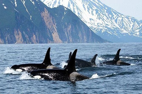 Avventura di osservazione delle balene a Vancouver con tour della cittàAvventura di osservazione delle balene a Vancouver