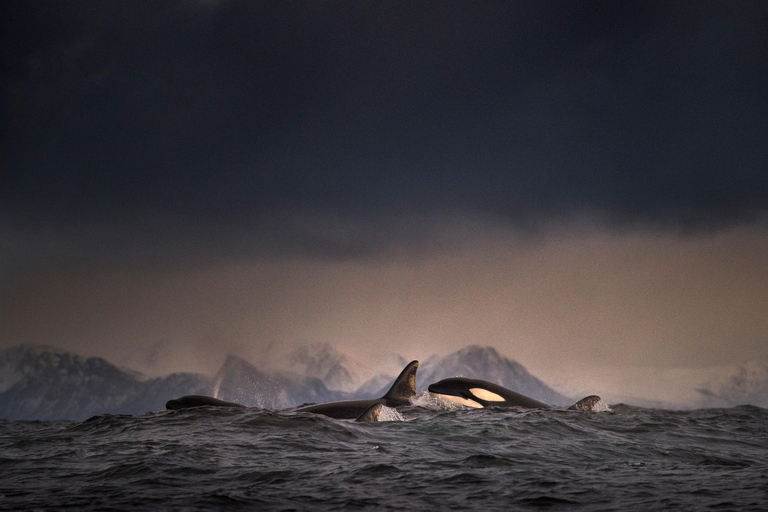 Tromsø: Responsible Whale Watching Cruise Aboard MS Alba