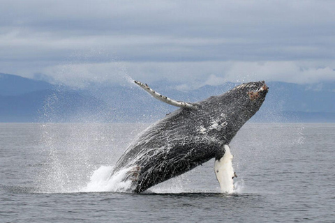 Vancouver: Whale Watching begeleide boottocht van een halve dag9 uur Vertrek