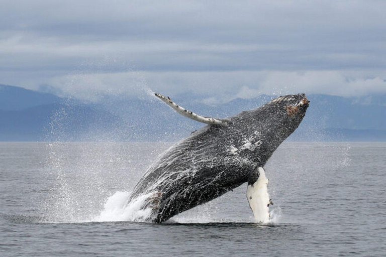 Vancouver : Excursion guidée d&#039;une demi-journée en bateau pour observer les baleines9 heures Départ