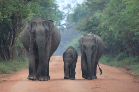 Van: Hikkaduwa/ Galle/ Unawatuna/ Talpe - YALA Safari