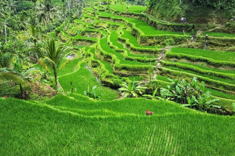 Ubud: River Tubing Adventure, Rice Terrace & Jungle Swing River Tubing Only Meet Point