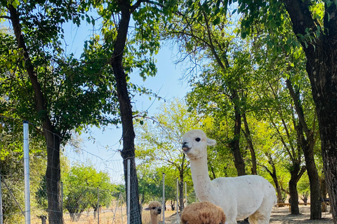 From Baku: Shamakhi and Alpaca Farm Day Trip