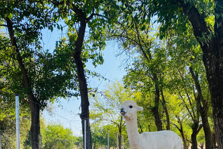 From Baku: Shamakhi and Alpaca Farm Day Trip