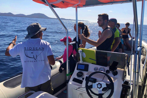 Tenerife : Tour en bateau pour observer les baleines avec un biologiste marin