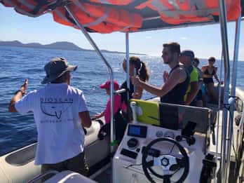 Tenerife: Tour in barca per l'osservazione delle balene con un biologo marino