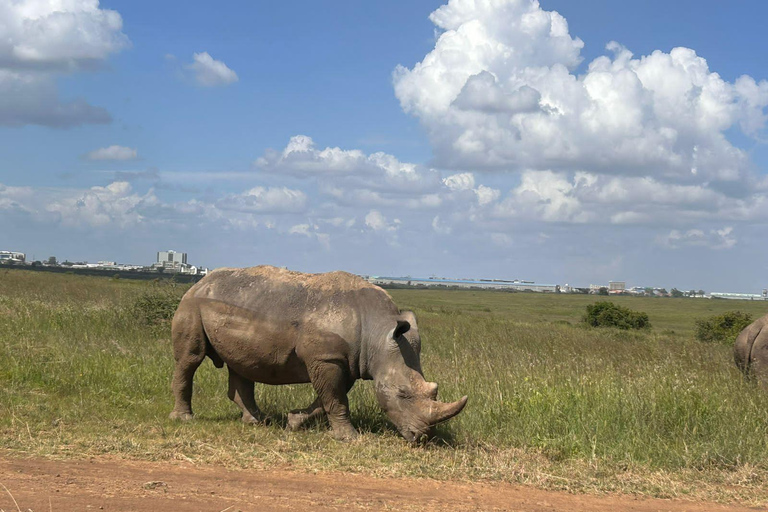 Dagsutflykt: Olpejeta Conservancy och Schimpans SanctuarGemensam dagsutflykt