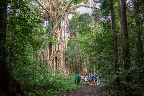 Port Douglas: Waterfall Tour with Lunch