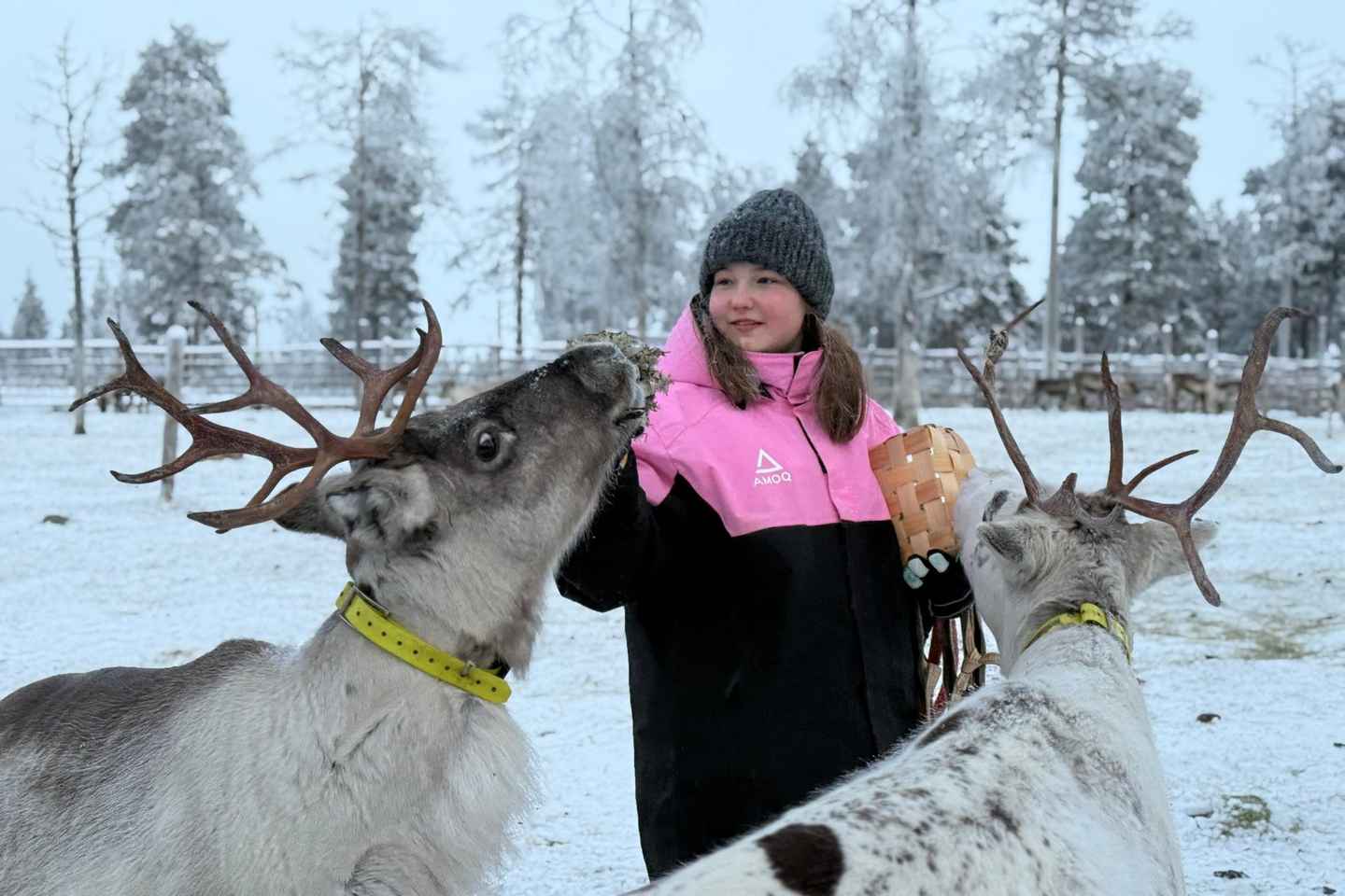 Леви: Снегоходные прогулки и ферма северных оленей
