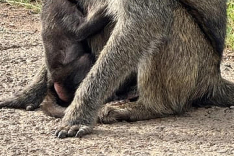 Parco nazionale di Nairobi, orfanotrofio degli elefanti e centro delle giraffeParco Nazionale di Nairobi, DSWT e Centro delle Giraffe senza ingresso