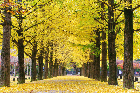 Seoul: Mt.Seorak, Nami Island, No ShoppingGroup Tour - from Hongik Univ. Station Exit 8