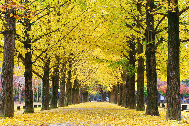 Seoul: Mt.Seorak, Nami Island, No ShoppingGroup (Autumn Leaves), Meet at Hongdae