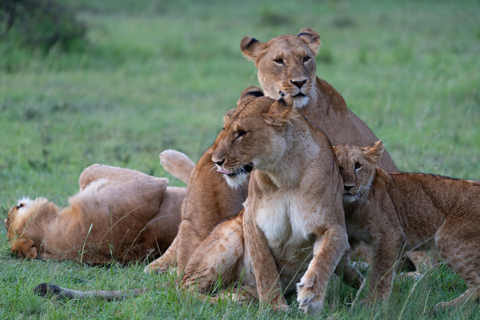 03 DAYS EXCITING MASAI MARA SAFARI
