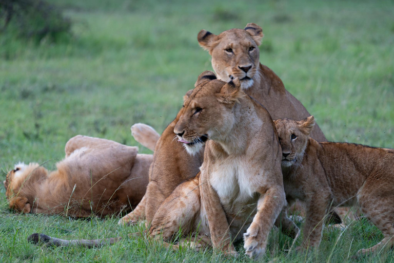 03 DAYS EXCITING MASAI MARA SAFARI