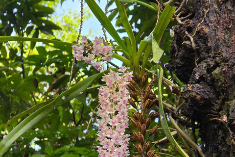 Khao Sok: Half-Day & Night Wildlife Trek and Jungle Dinner Option 6: Half-Day & Night Trek with Dinner From Khao Lak
