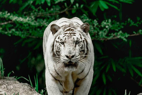 Cebú:Excursión de un día al Parque de Aventuras Safari de Cebú