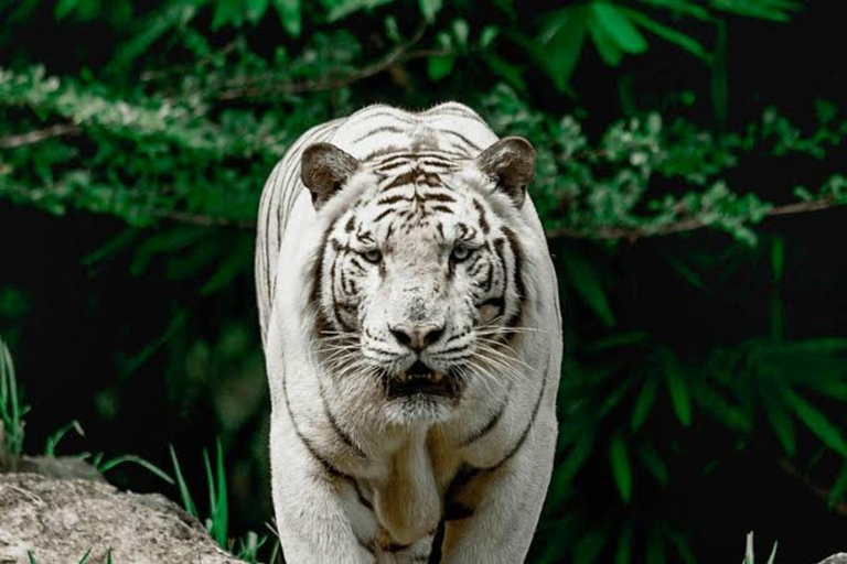 Cebú:Excursión de un día al Parque de Aventuras Safari de Cebú