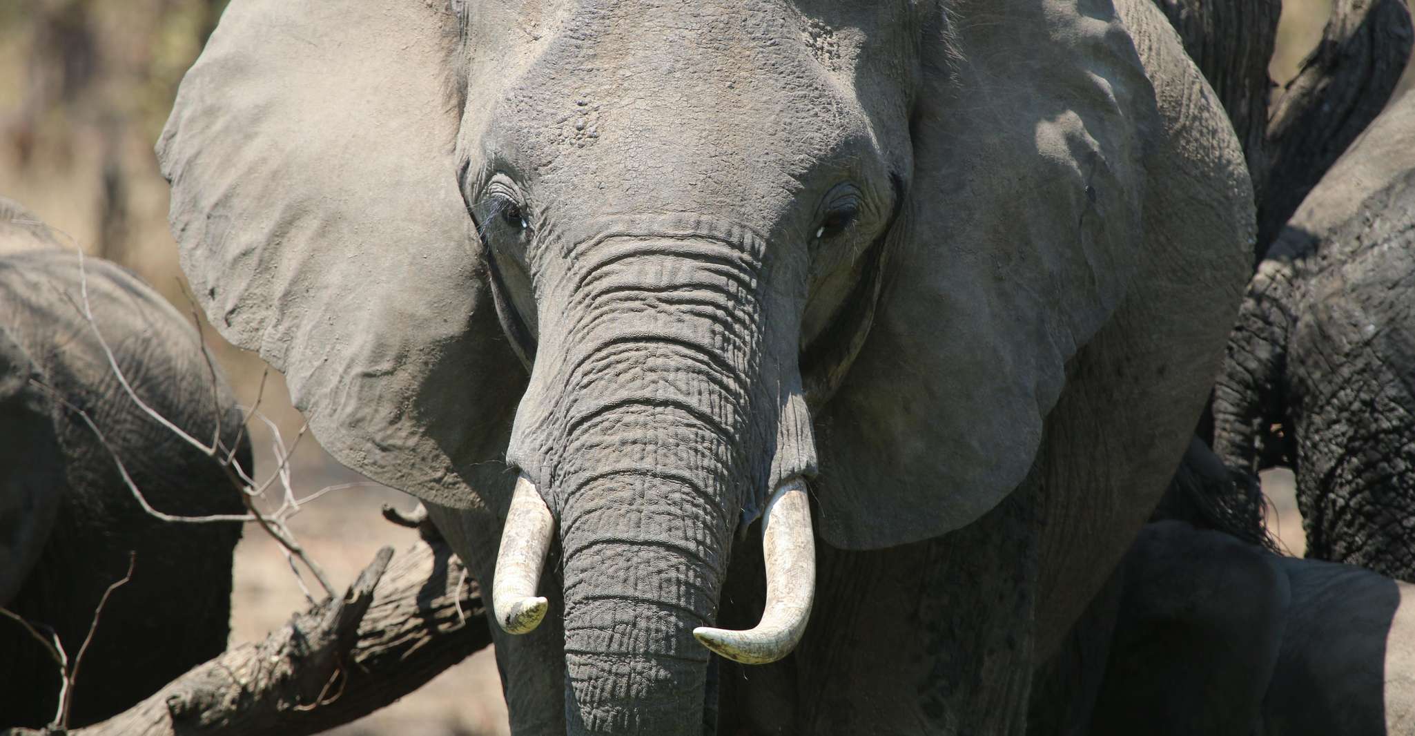 Hwange National Park Private Wildlife Safari - Housity