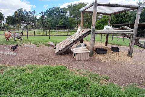 Cheetah, Giraffes Encounter, lion's park, and Wine Tasting
