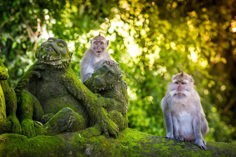Ubud: Monkey Forest, Rice Terrace, Waterfall Private Tour Private Tour Without Entry Tickets