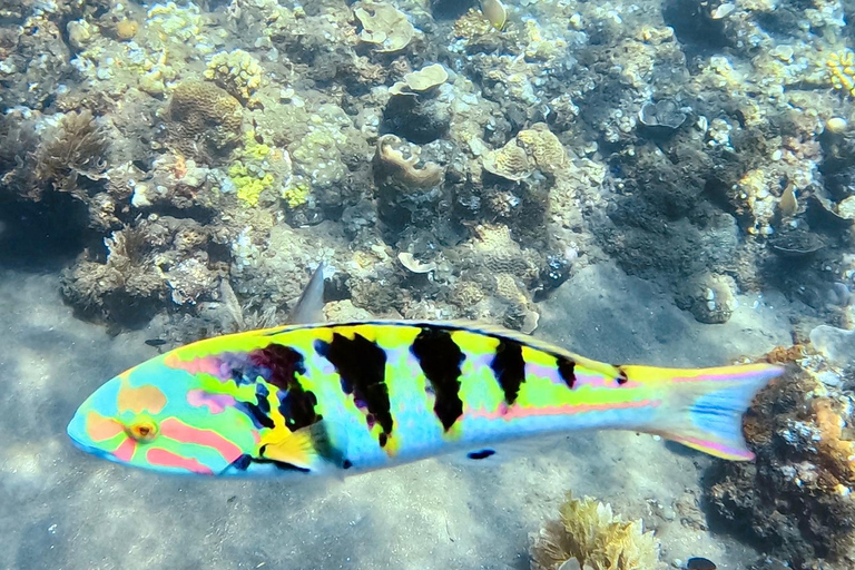 Lombok: Gili Meno Turtle Snorkeling Trip with Photos