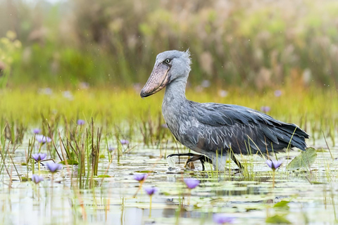 Entebbe: Mabamba Shoebill Wetland &amp; Equator Island Tour
