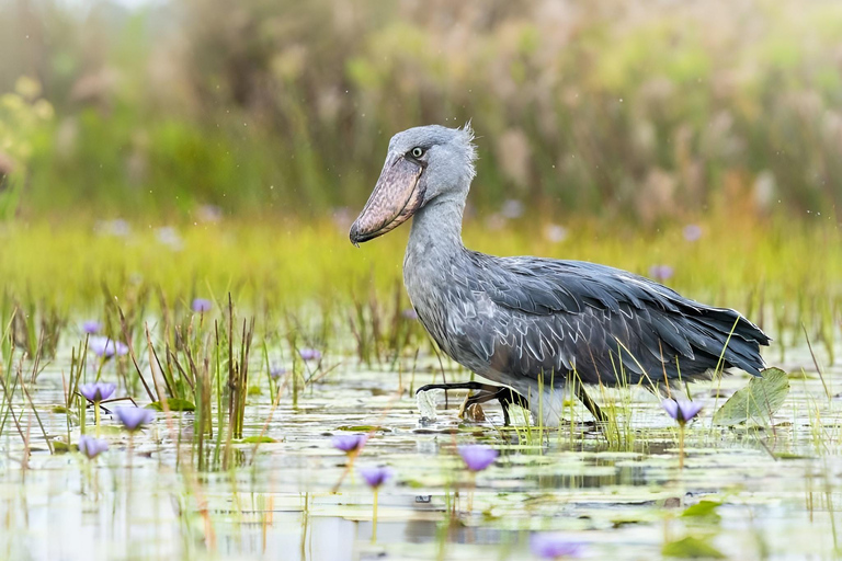 Entebbe: Mabamba Shoebill Wetland &amp; Equator Island Tour