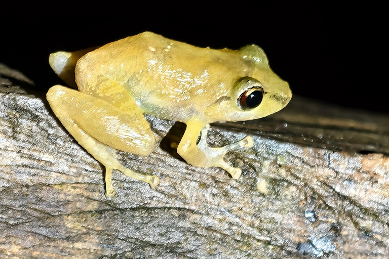 Monteverde: Night Tour with Night Vision Goggles