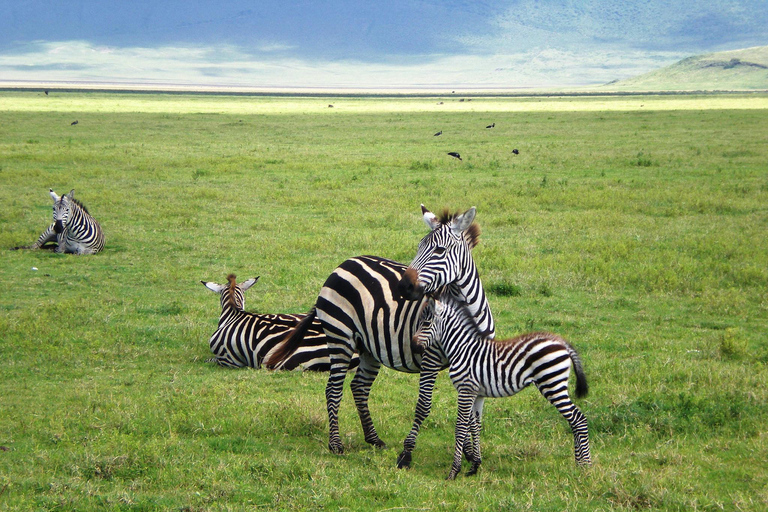 2 Days 1 Night Tarangire & Lake Manyara National Park