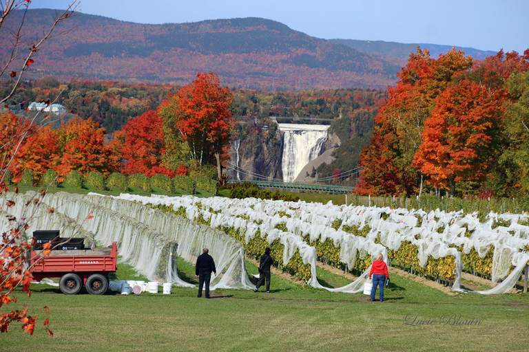 Quebec City: Old Quebec Exclusive Walking Tour with Guide
