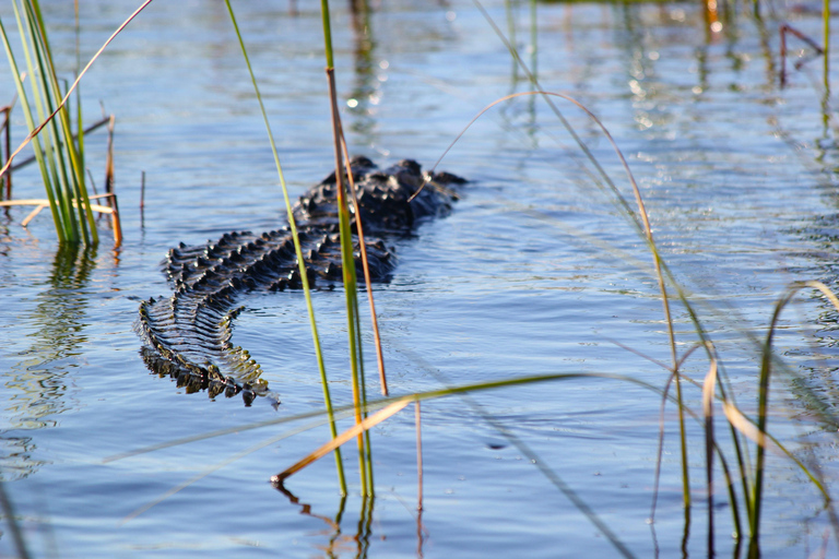 Miami Beach: 60 min Airboat, transfer i sanktuarium dzikich zwierzątEverglades