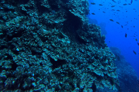 Isla de Pascua: Buceo recreativo-turístico personalizado