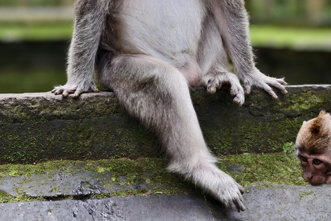 Bali: Private Jungle Swing, Waterfall & Rice Paddy Tour Private Tour with Entrance Fess