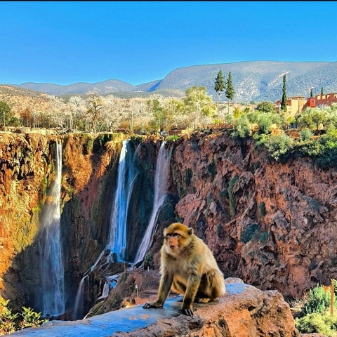 From Marrakech: Ouzoud Waterfalls guided trip