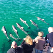 Kangaroo Island: 75-Minute Coastal Safari