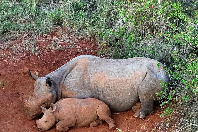 Nairobi: Ol Pejeta Conservancy Overnight Safari Nairobi: Ol Pejeta Conservancy Overnight Safari