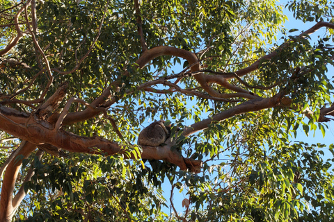 From Perth: Koala, Pinnacles Stargazing Day Tour