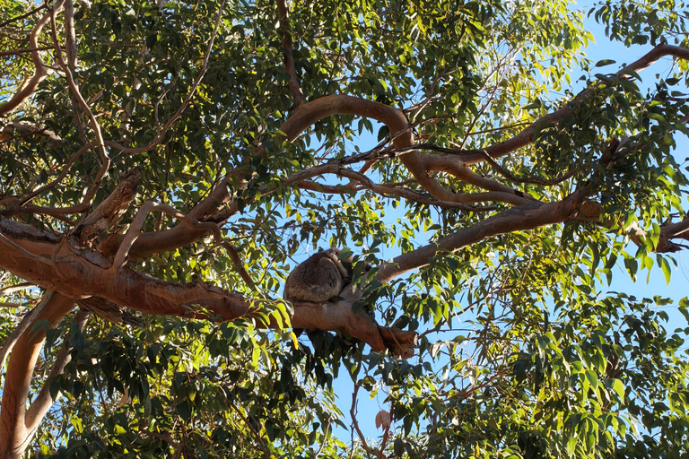 From Perth: Koala, Pinnacles Stargazing Day Tour