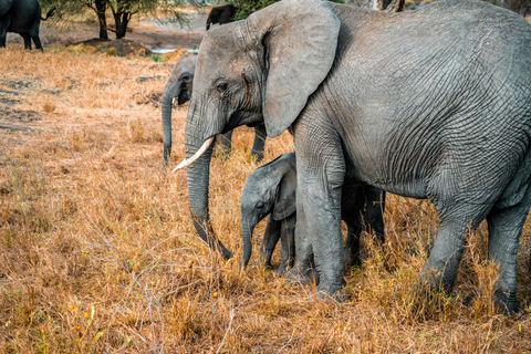 Safari de 4 días en camping a Tarangire, Serengeti y Ngorongoro