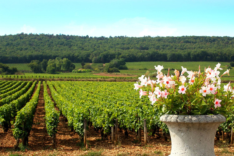 Marne: Champagne Region Private Day Tour mit Mittagessen