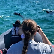 Setúbal: Dolphin-Watching Boat Tour