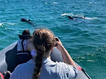 Setúbal : Tour en bateau pour l'observation des dauphins