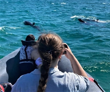 Setúbal: Passeio de barco para observação de golfinhos