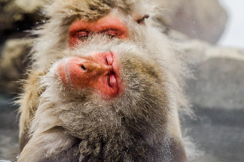 Nagano Tokyo: Snow Monkey Private Day Tour Hotel Pick & Drop Snow Monkey Private Day Tour Hotel Pick & Drop Off In Crown